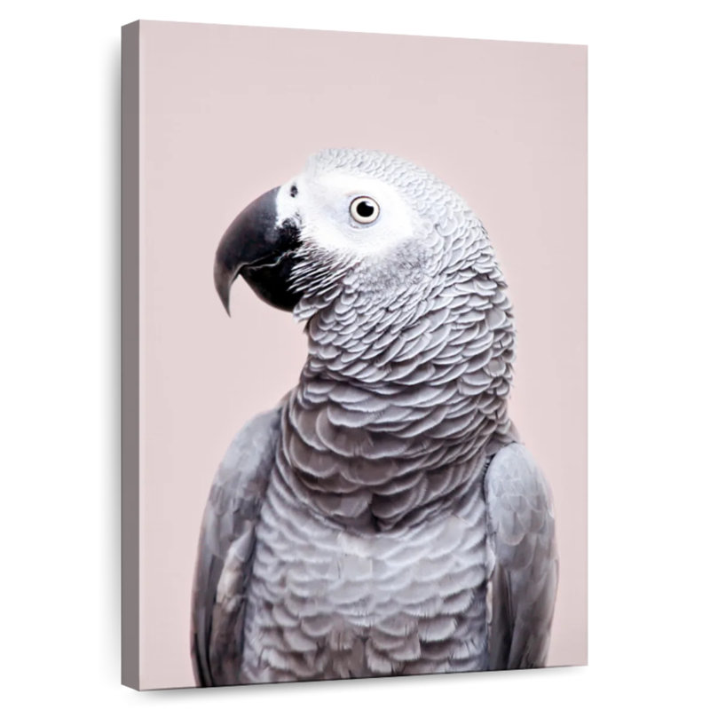 Brampt African Grey, 36" H x 24" W