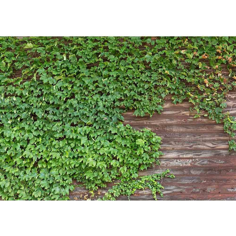Peel & Stick Border, 66" L x 96" W