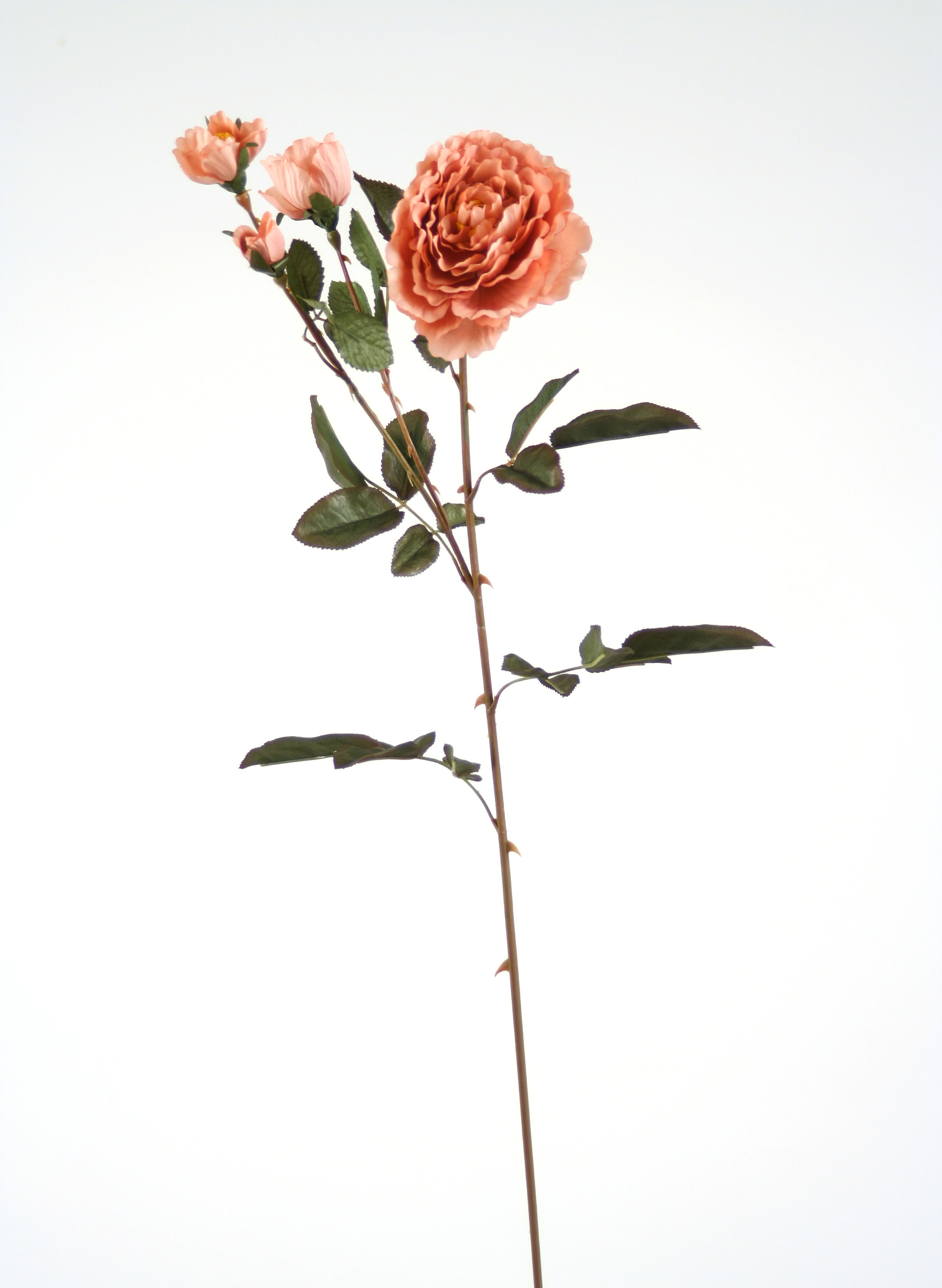 Roses Stems, Bushes, And Sprays Arrangement