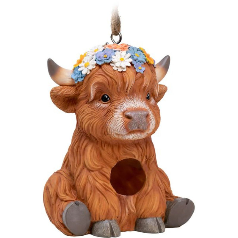 Highland Cow