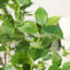 Annino 150cm Faux Tree