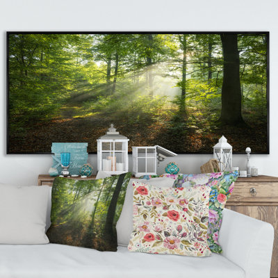 " Sunny Morning Magic Forest II "