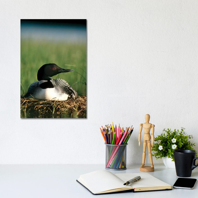 Common Loon Parent on Nest with One Day Old Chick in the Summer, Wyoming 1 Piece Wrapped Canvas Wall Art