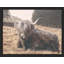 «Vache rétro Shetland, vache, bovins, animaux de la ferme» sur papier-98266307-98266304