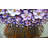 Modern Canvas Art Textured Purple Flower Oil Painting Contemporary Artwork Floral Hangings Stretched And Framed Ready To Hang Wall Decoration Abstract Painting