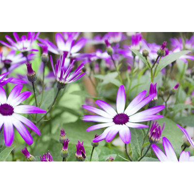 " Senetti Flowers "