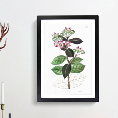 Milkweed Flowers - Picture Frame Painting Print