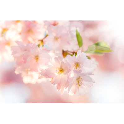Ingomar Cherry Blossoms Zoomed In - Wrapped Canvas Print