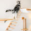 Étagère d'escalade pour chat à fixation murale, escalier à quatre marches avec grattoir en jute pour chaton