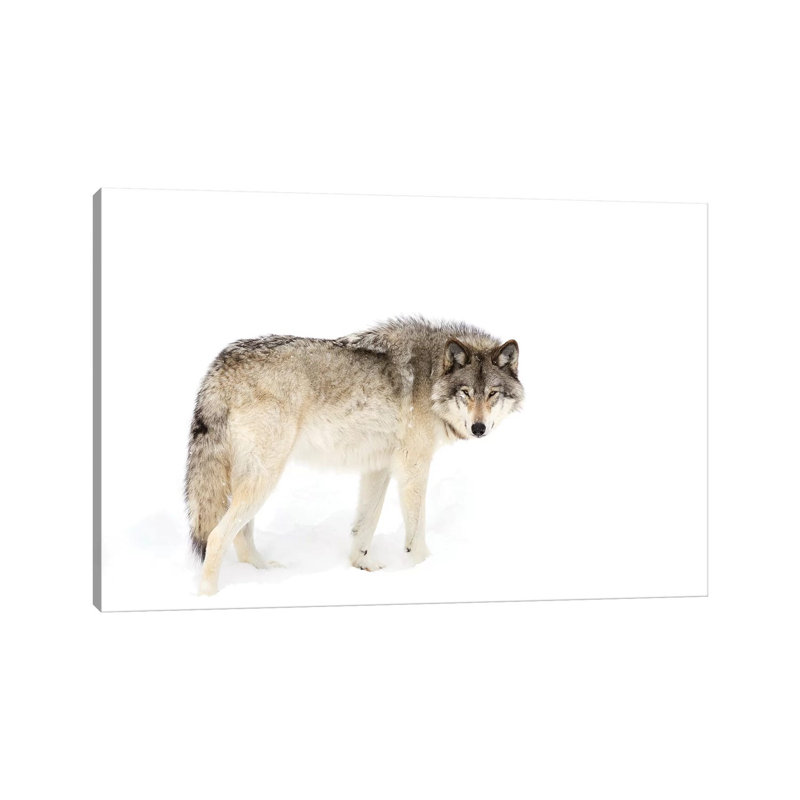 Canadian Timber Wolf Walking Through The Snow by Jim Cumming - Wrapped Canvas Print, 66.04cm H x 101.6cm W x 3.81cm D
