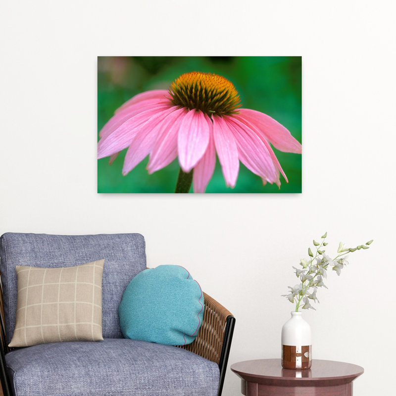 Cone Flower I Delicate Contemporary Flower Nature Art, H 16 po x l 24 po