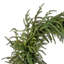 Couronne 24 po Norfolk Just Cut