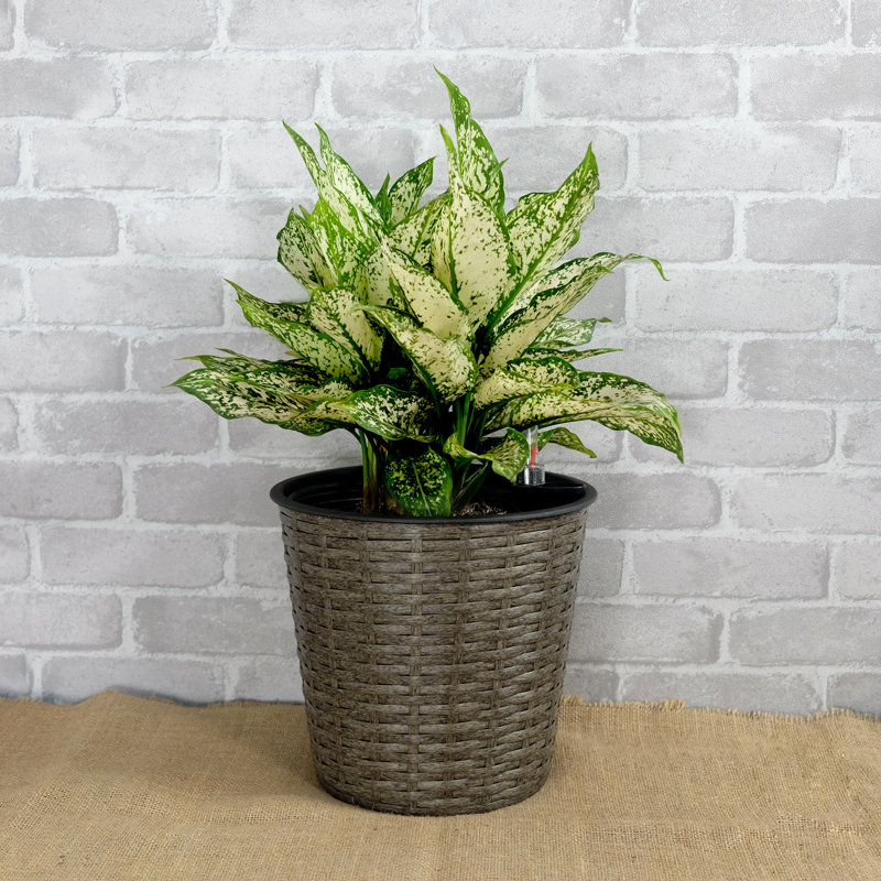 Pot à fleurs gris à auto-arrosage - 10,2 po pour ravir les paysages extérieurs, Gris