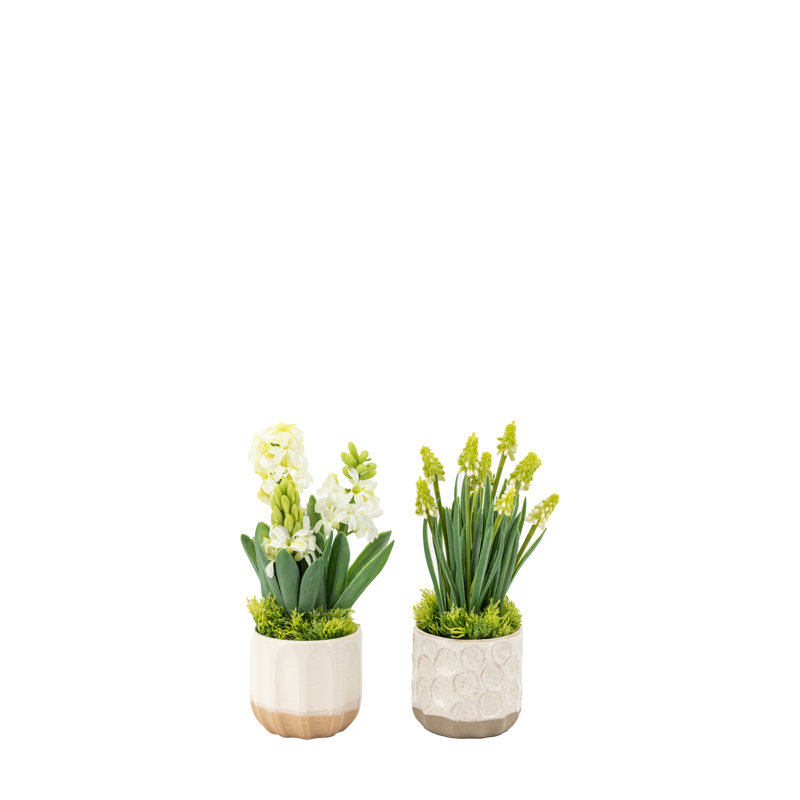 Spring Hydrangea White in Ceramic Pots
