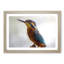 Graceful Kingfisher Bird in Abstract - Picture Frame Painting Print-55735117-55735126