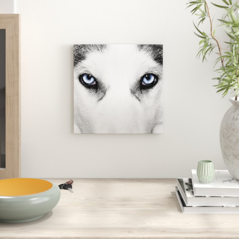 Leinwandbild Husky mit Eisblauen Augen