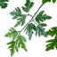 Arbre Polyscias Fruticosa-112273773