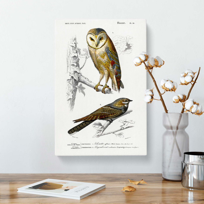 Owl And Bird Illustrations by Charles D Orbigny - Wrapped Canvas, 50cm H x 35cm W x 3cm D