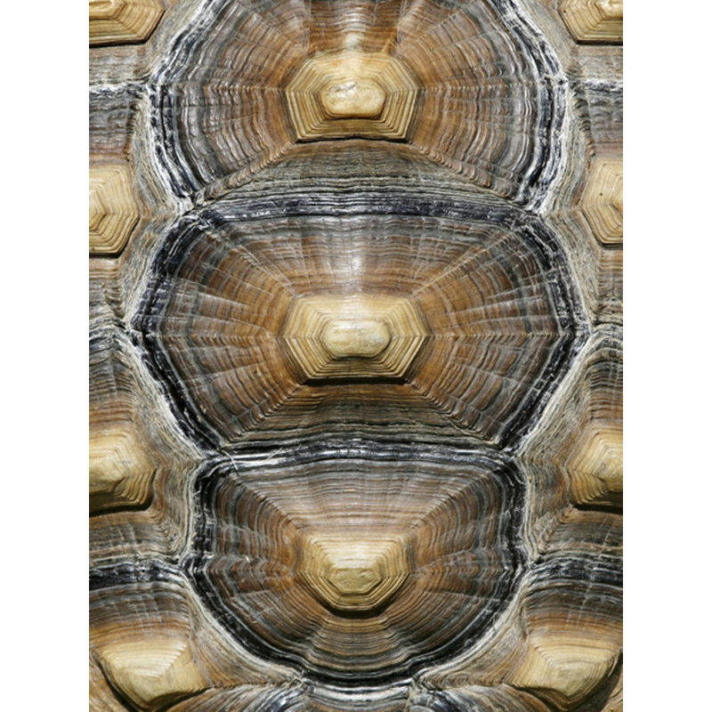 Carapaced Motif VI Print by Austin Beiv, 32" H x 24" W, Matte