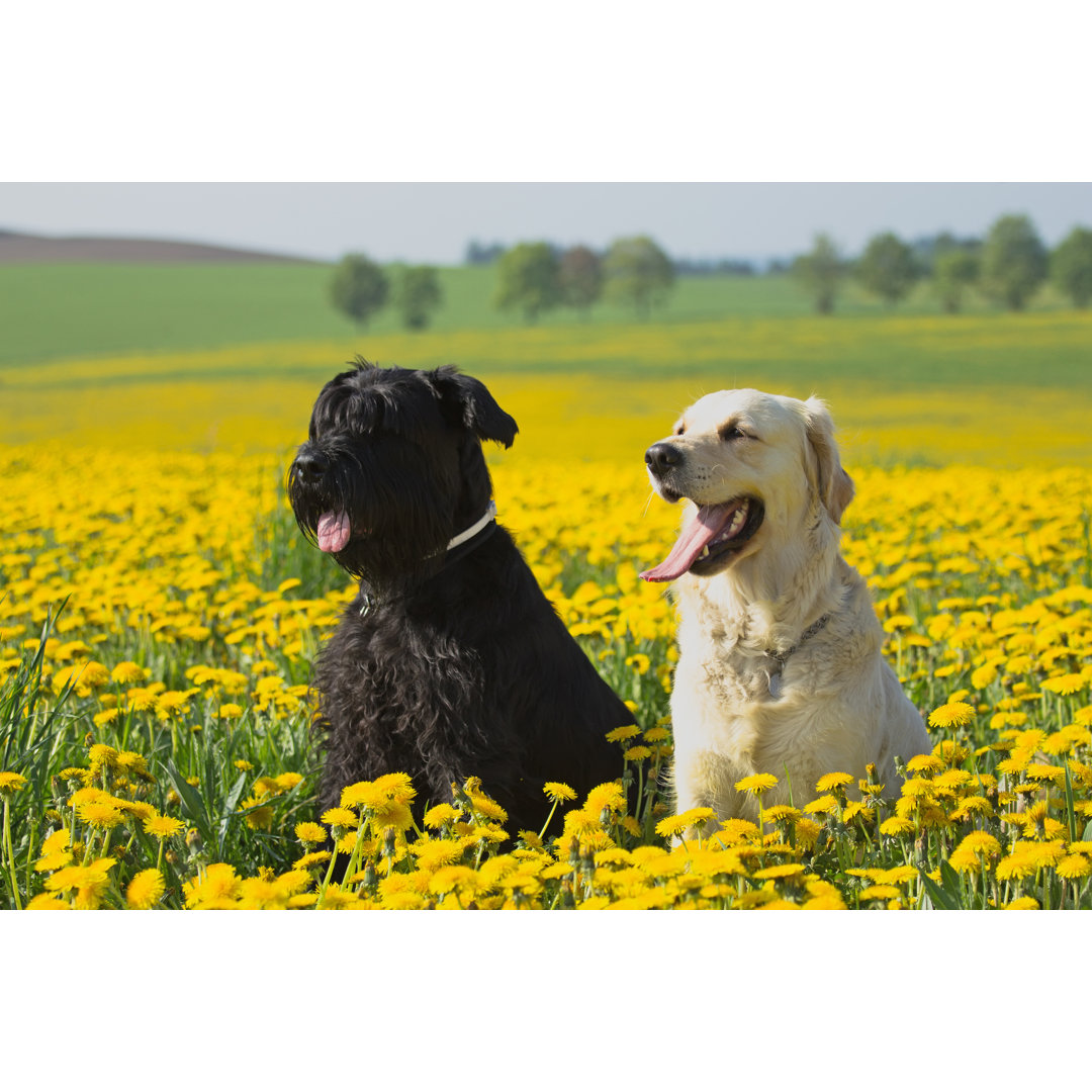 Retriever und Schnauzer von Jaroslav Frank - Kunstdrucke auf Leinwand