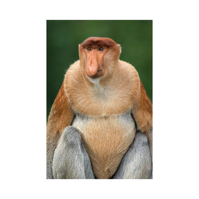 Proboscis Monkey Alpha Male Borneo by Mogens Trolle - Wrapped Canvas Photograph