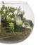15cm Faux Foliage Plant in Glass Terrarium