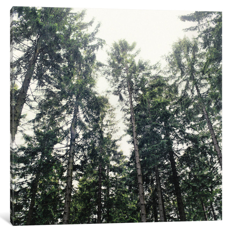 «Up in the Woods», reproduction de photo sur toile tendue, H 24 po x l 24 po x P 1 po, Papier d'art encadré noir, Blanc