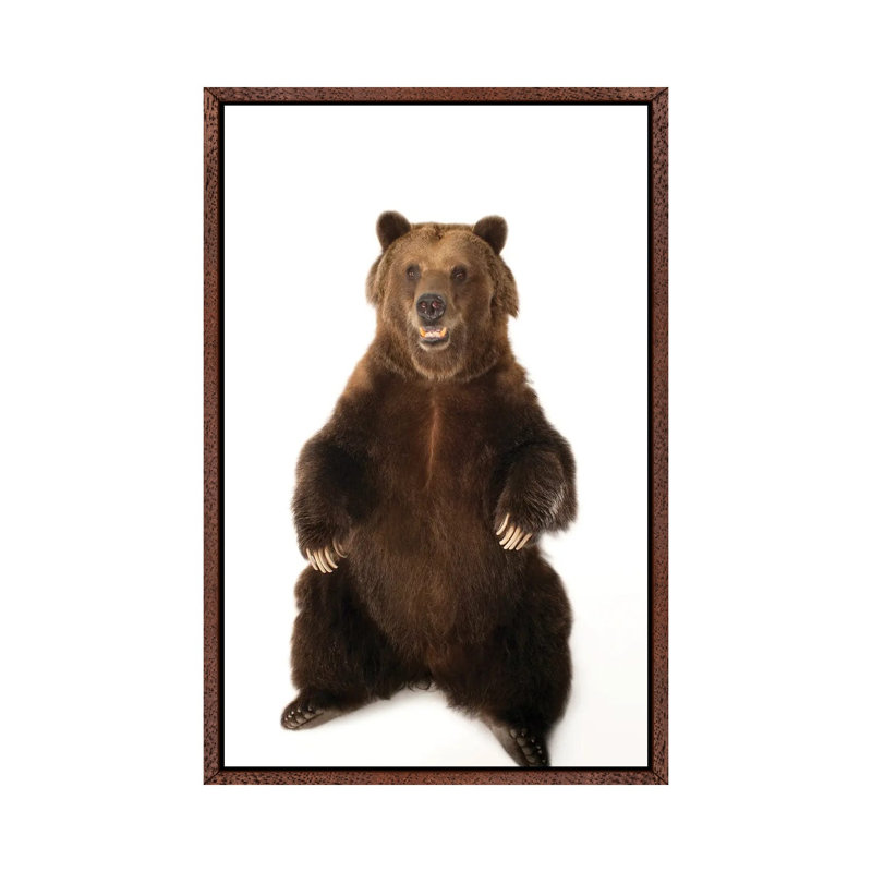 A Federally Threatened Grizzly Bear At Sedgwick County Zoo by Joel Sartore - Gallery-Wrapped Canvas Giclée on Canvas