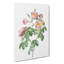 Tomentose Rose In Pink by Pierre-Joseph Redoute - Wrapped Canvas Painting-55361269