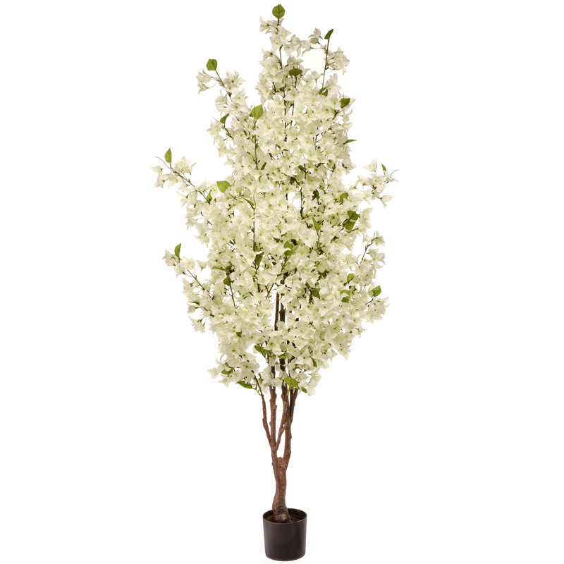 6' Bougainvillea Tree, White