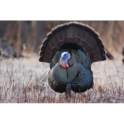 WIld Turkey - Wrapped Canvas Print