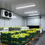 Luminaire étanche à la lumière 120-177v 2ft / 4ft / 8ft-130491672