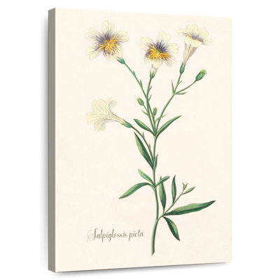 Salpiglossis Picta
