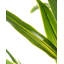 Artificial Plant DRACAENA TREE 150 cm Green