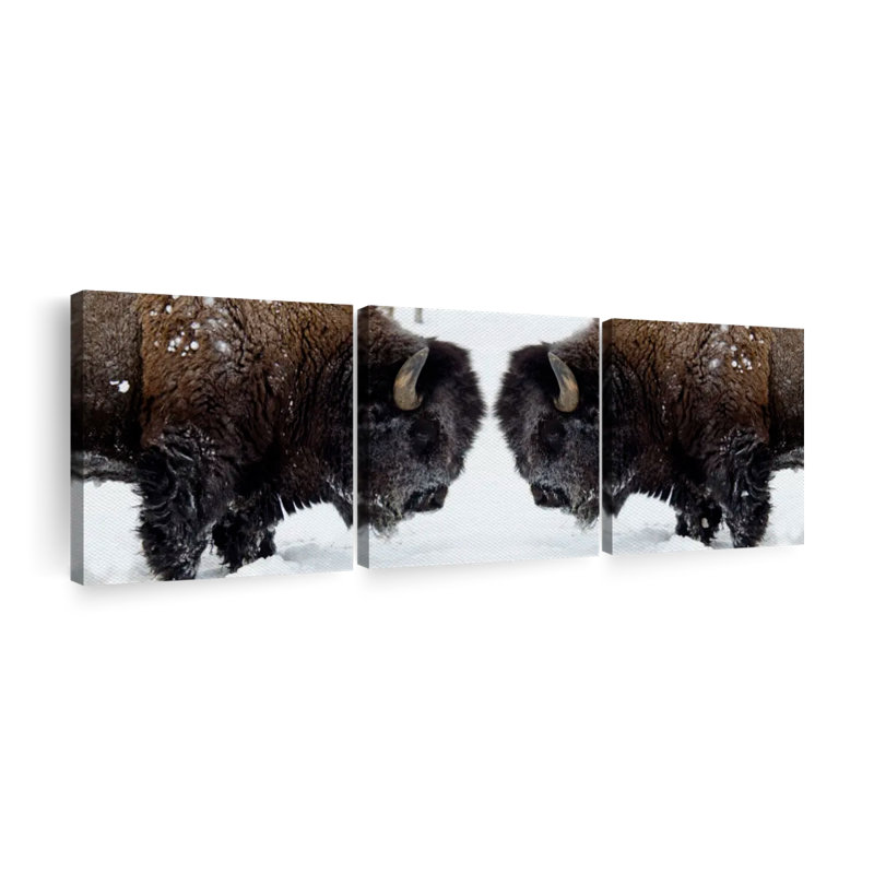 Bison Clash Wall Art, reproduction d'art sur toile, H 74 po x l 24 po x P 1,25 po