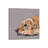 Golden Retriever by Vicki Newton - Wrapped Canvas Painting-637021427