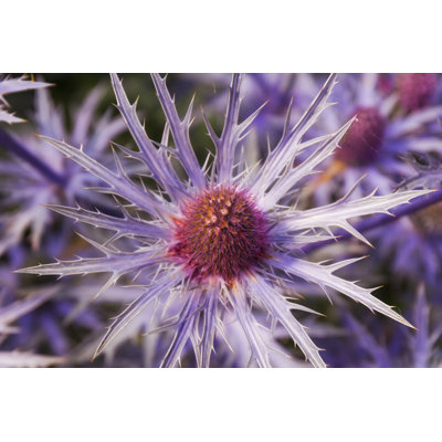 Chardon mauve par Ewg3D