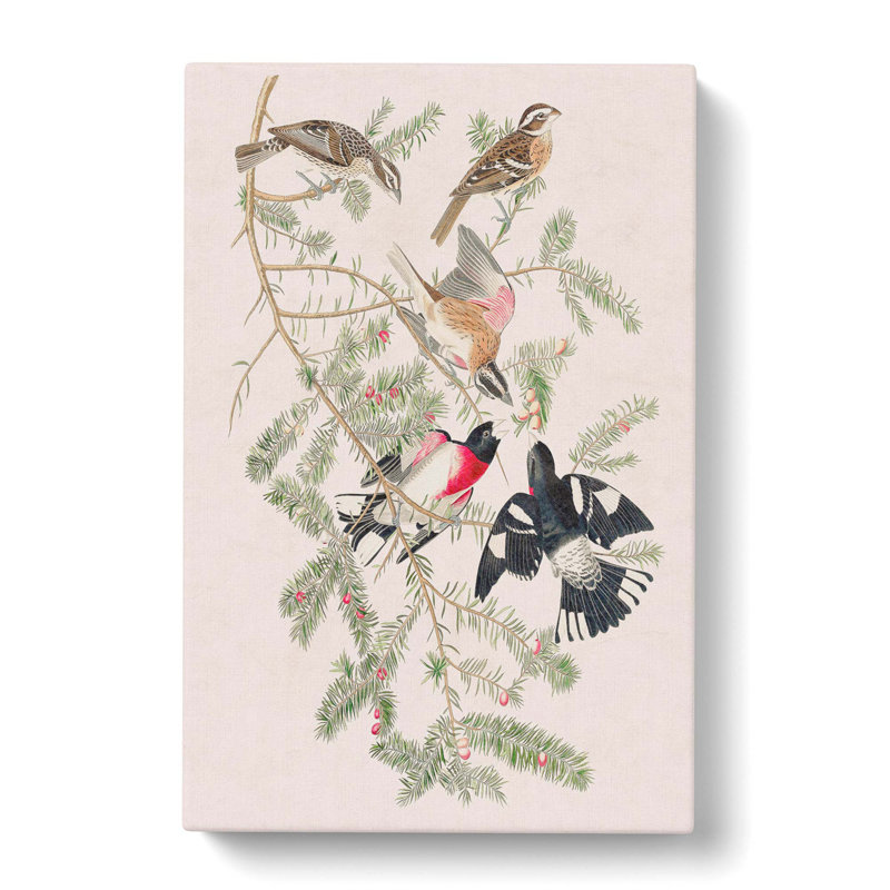 Rose-Breasted Grosbeak by John Audubon - Wrapped Canvas, 60cm H x 40cm W x 3cm D