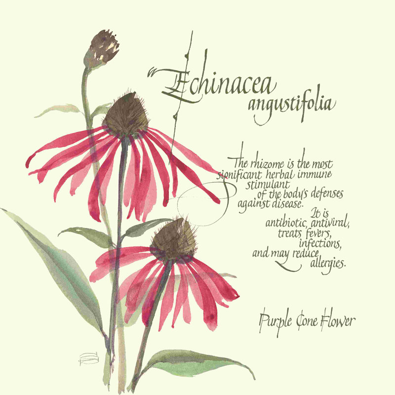 " Echinacea " by Chris Paschke, 12" W x 12" H 