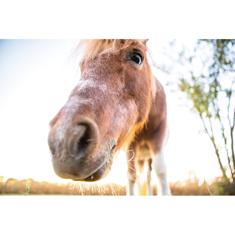 Hi Horse 2884760, H 8 po x l 12 po, Non, Toile tendue