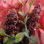 Ensemble de roses 19 po-122649038