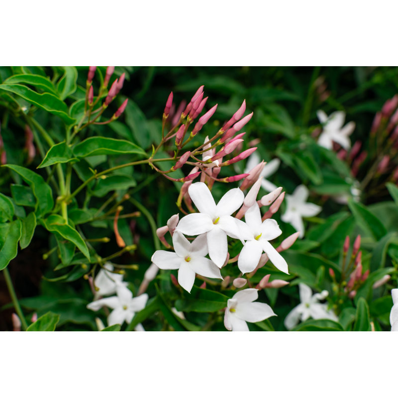 Jasmine Flower - Wrapped Canvas Print, 30cm H x 46cm W