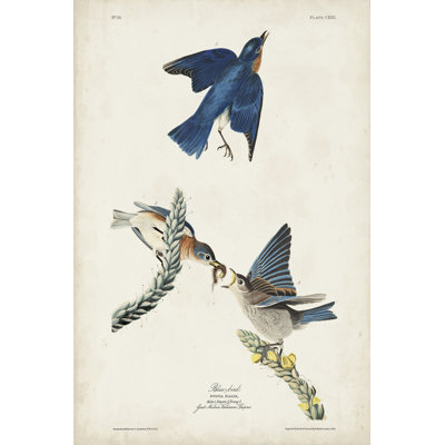 Pl 113, oiseau bleu