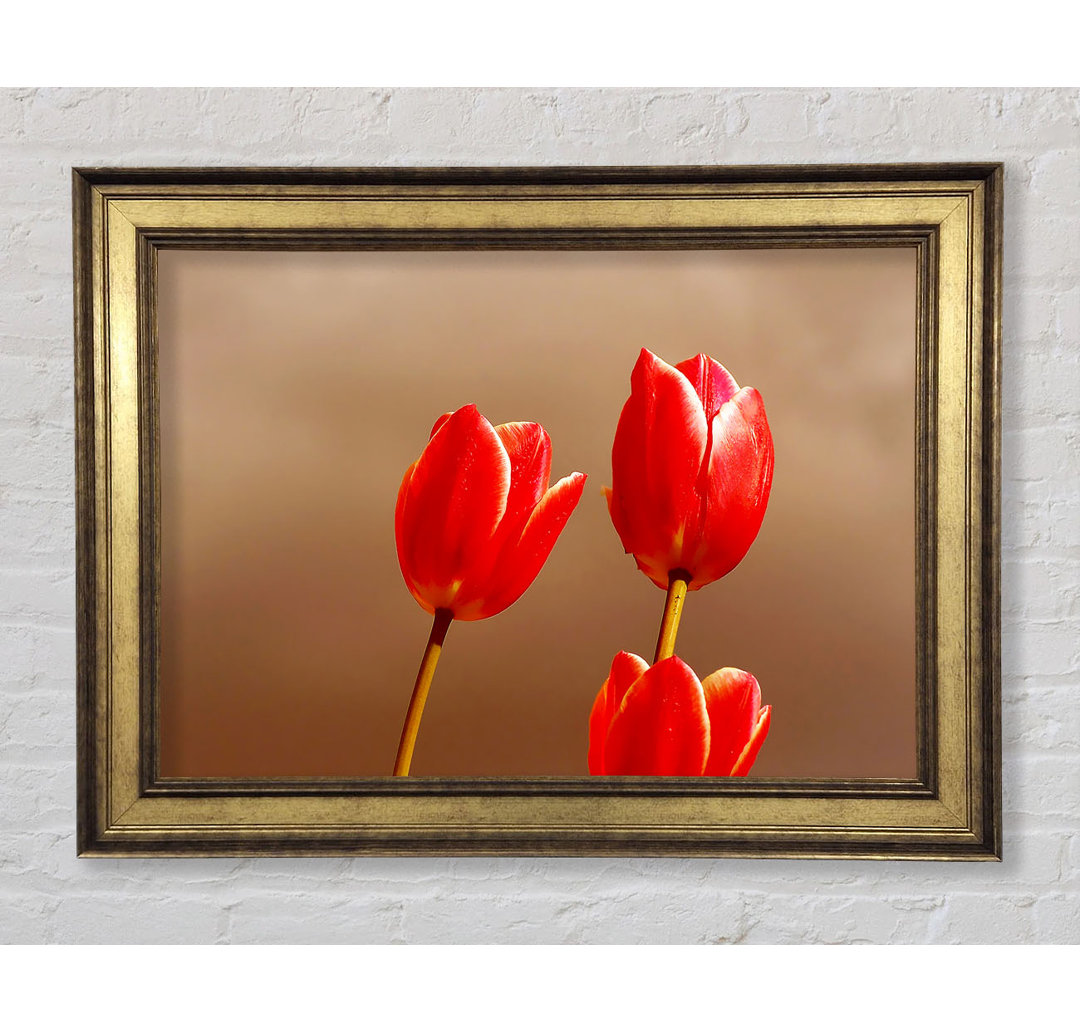 Rote Tulpe Trio - Druck