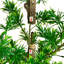 Arbre artificiel UV Podocarpus (intérieur / extérieur)-890176877