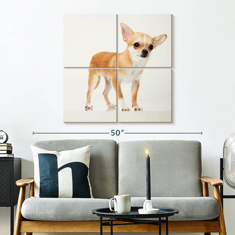 Chihuahua précieux Brampt, H 32 po x l 32 po
