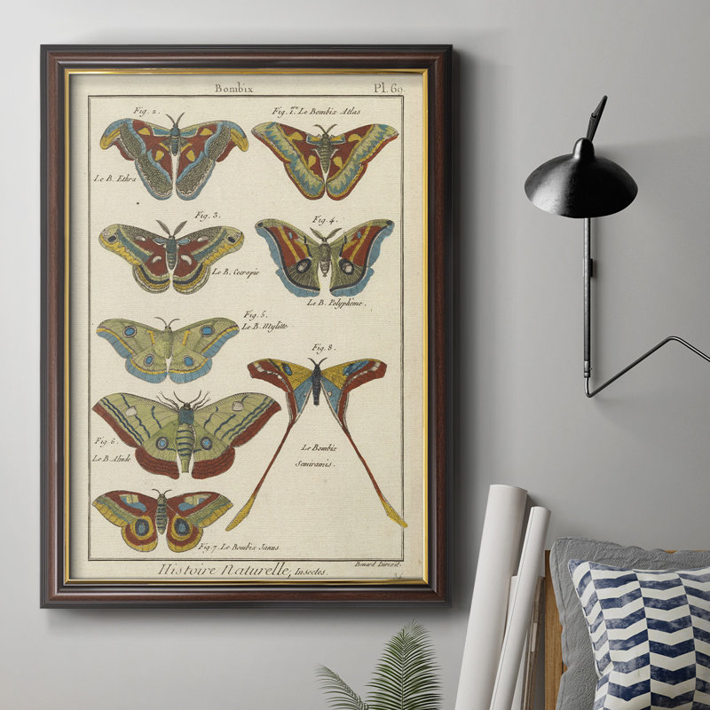 Histoire Naturelle Butterflies III - Cadre photo, art textuel sur toile, H 20 po x l 16 po x P 2,5 po