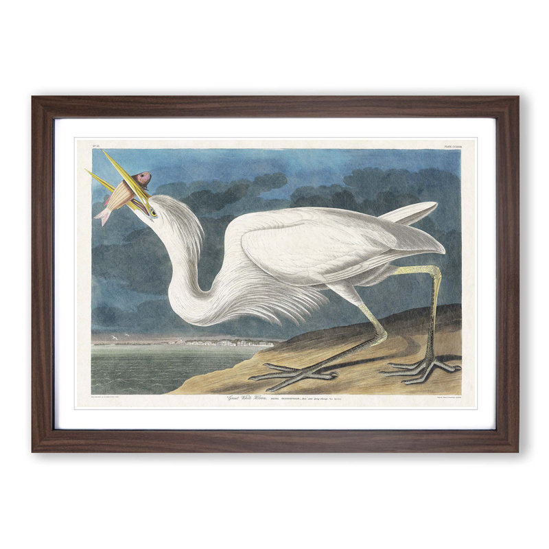 Great White Heron by John Audubon - Picture Frame Painting Print, 36cm H x 48cm W x 2cm D, Walnut Framed