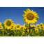Tournesol par Servetdemir2014 - Photographie sur toile tendue