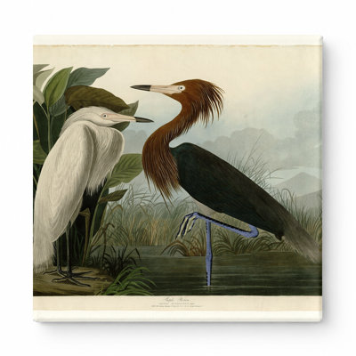 Aigrette rougeâtre (plaque CCLVI) - art mural carré sur toile